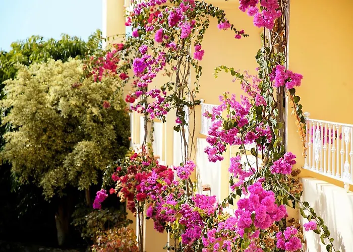 R2 Buganvilla & 모로델제블